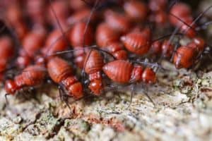 How To Sell a Bay Area House With Termite Damage